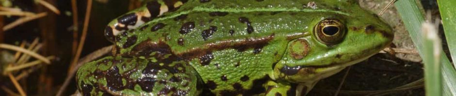 frog, public domain image